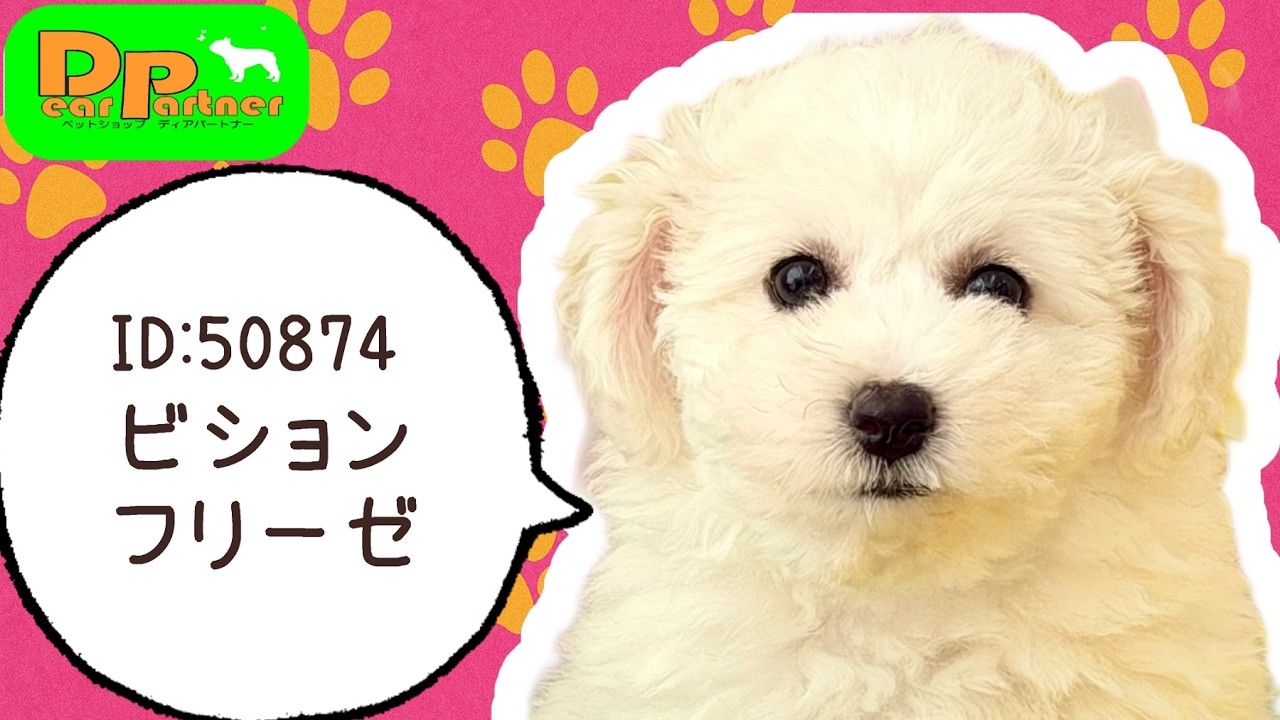 ID:50874 ビションフリーゼ♀ - YouTube
