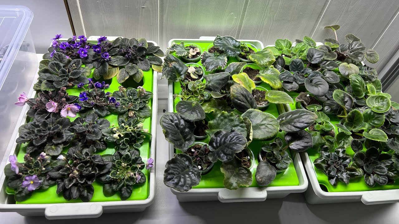 Фиалки, как укореняются, дают деток.