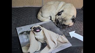 Why I Bought This 18 Month Pug Themed Wall Calendar