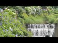 小野池あじさい公園 2026