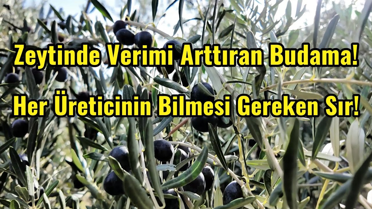 40 Yıllık Üreticiden Verim Arttıran Zeytin Budama Sırları! İlk Kez Bu Kadar Detaylı