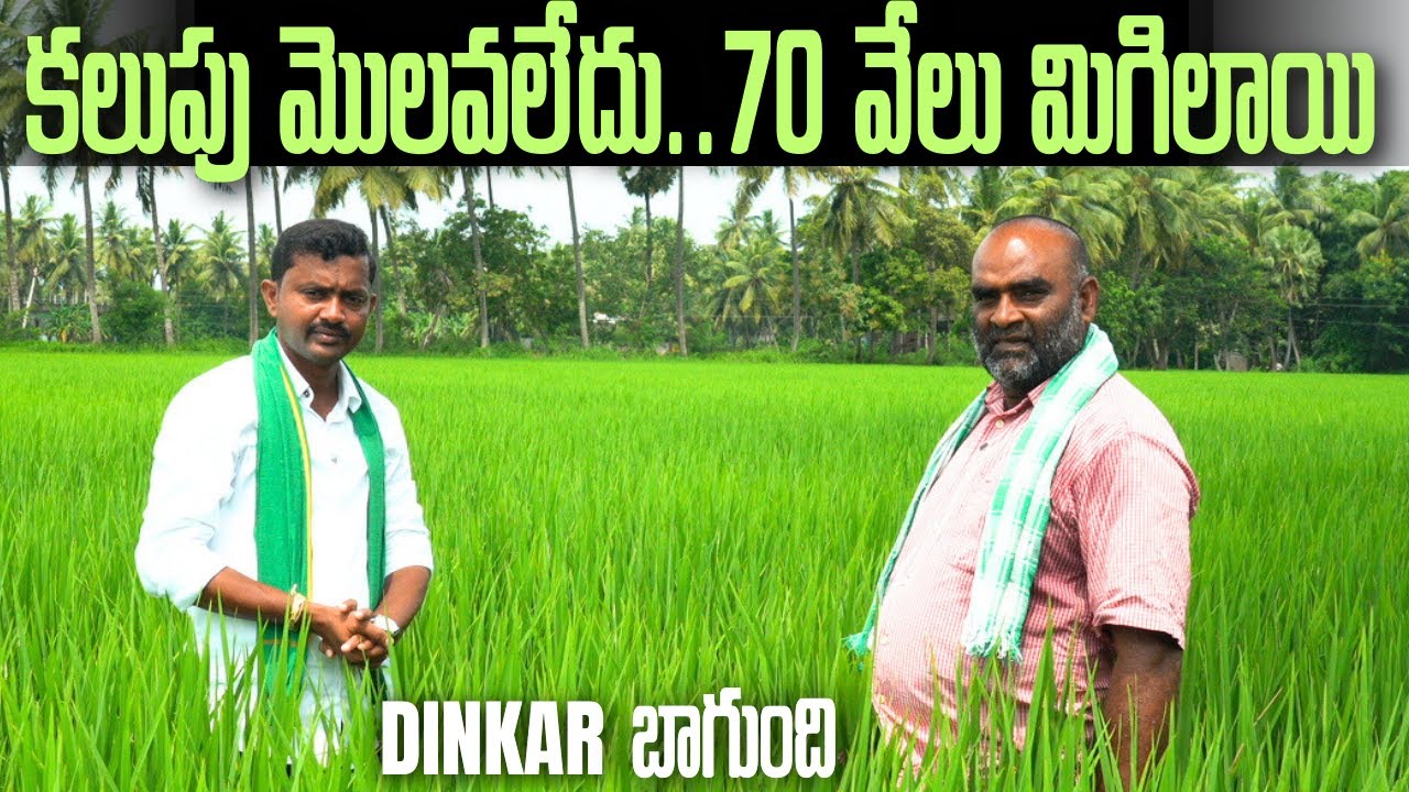 వరి చేనులో కలుపు రాలేదు.. కష్టం, ఖర్చు తగ్గింది | Dhanuka Dinkar