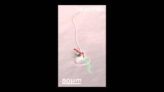 Freely crawling rat microglia cell:  smoothed centroid trajectory and turning points