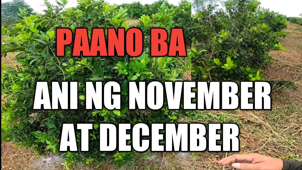 PAANO PAMUNGAHIN ANG 1 TAON MAHIGIT ANI NG NOVEMBER AT DECEMBER