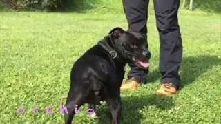 Robingotowork - Staffordshire Bull Terrier -