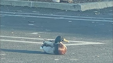 Sans aus +my ocs reacts to Random Stuff ///Rushed/// Cringe///Boring asf//lazy