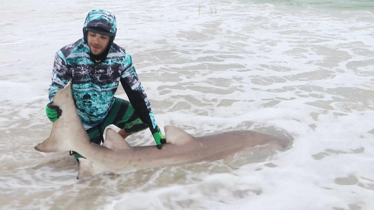 extreme fishing charters 8FT SHARK CAUGHT ON THE BEACH 2019