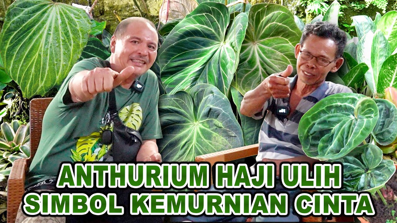 Anthurium Haji Ulih Simbol Kemurnian Cinta