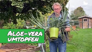 Aloe Vera umtopfen und vermehren.