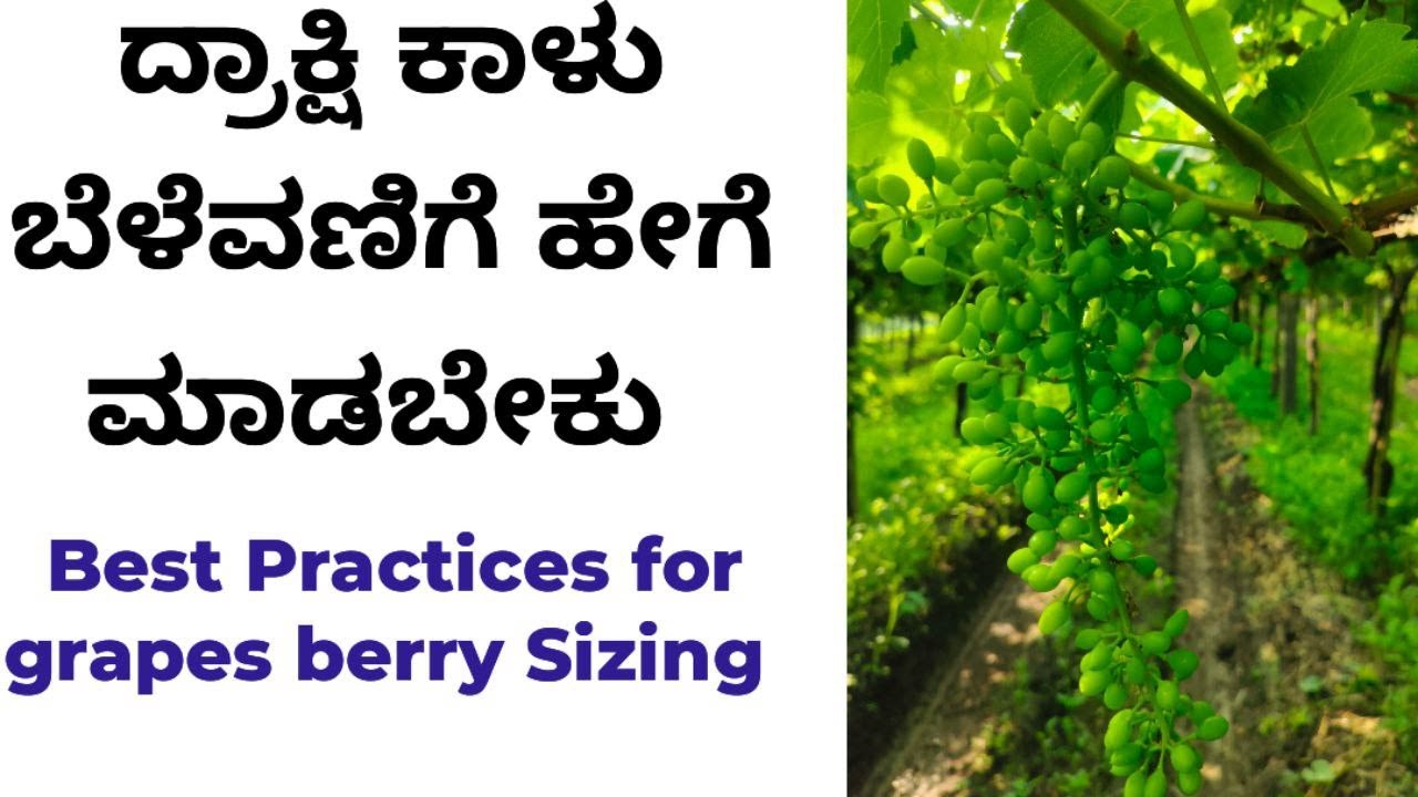 ದ್ರಾಕ್ಷಿ ಕಾಳು Sizing ಮಾಡುವ ವಿಧಾನ (Best practices for grapes berry ...