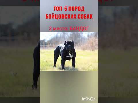 ТОП-5 ПОРОД БОЙЦОВСКИХ СОБАК#собаки#собакадругчеловека#друзья