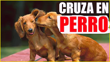 ¿Cómo ayudar a un perro a cruzarse por primera vez?