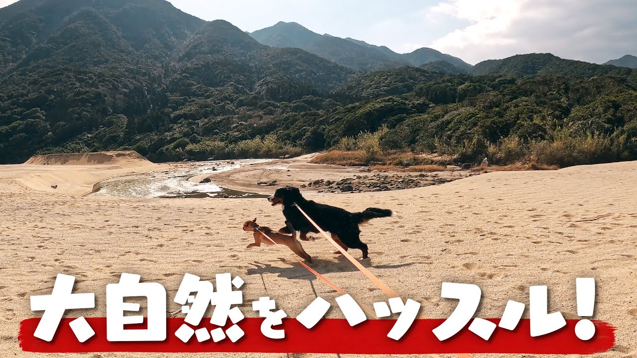 大自然inテオとヨー - YouTube