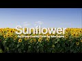 Rex Orange County - Sunflower | Lirik + Terjemahan (cover by Adha Buyung)