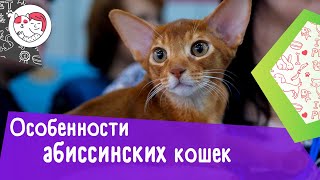 6 интересных фактов об абиссинских кошках