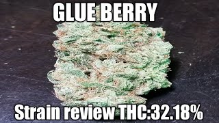 Glue Berry  Strain  Review THC:32.18%