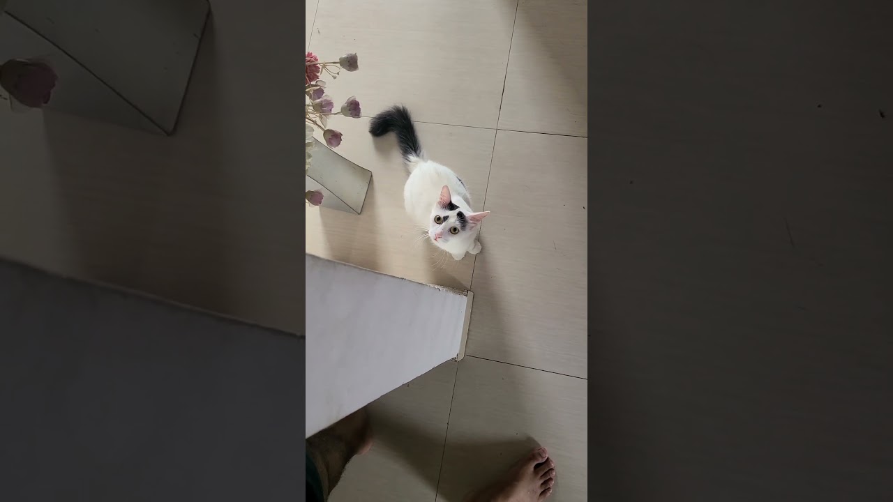 mammam the cat trying to scare me #shorts #short #funnycats #cute #catfunnyvideo