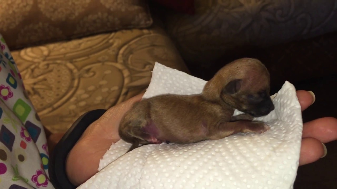 Using Syringe to feed chihuahua puppy - YouTube