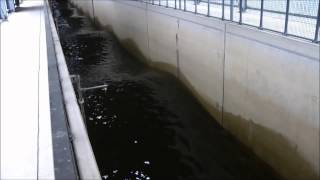 Standing Waves in GWK