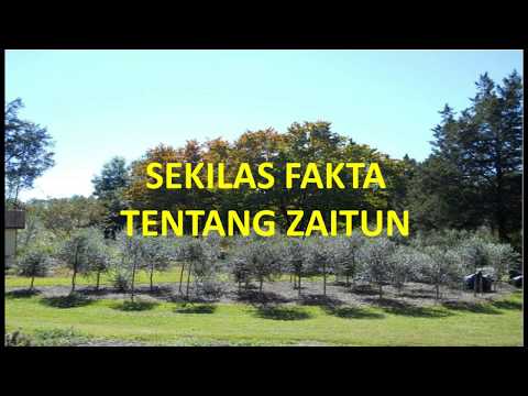 Video: Apa arti pohon zaitun bagi Athena?