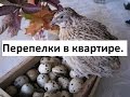 Дикая и домашняя перепелка