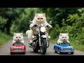 Mom Cat Driving a Bike with Her Kitten &amp; Watering Plants | Cutest Adventure Ever