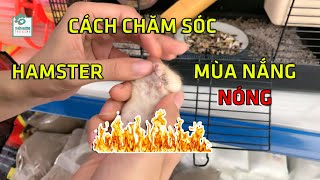 CÁCH CHĂM SÓC CHUỘT HAMSTER TRONG MÙA NẮNG NÓNG | Thiên Đường Thú Cưng #24