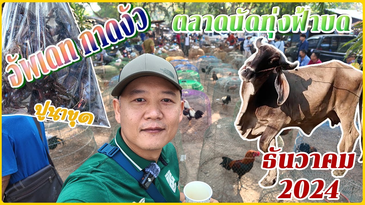 อัพเดทกาดวัว / ตลาดนัดทุ่งฟ้าบด 2024 ตลาดเช้าวันเสาร์ วันนี้แจกหมูพวงฟรี