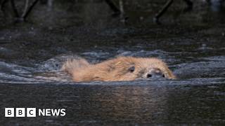 Beavers: Cornwall's New Engineers - Transforming Rivers and Flood Risk