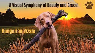 Hungarian Vizslas Unleashed: Exploring the Beauty of these Elegant Dogs from Hungary!