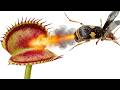Bombardier Beetle vs. Venus Flytrap