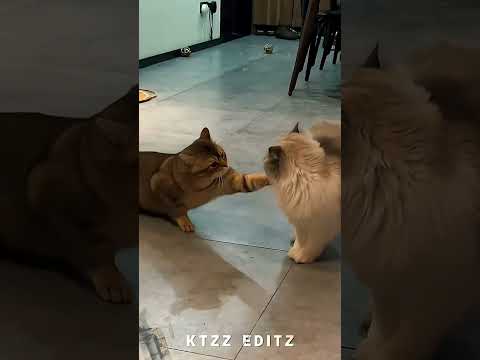 #funny #cat # #animallife #wildliferescue by Happy Vincent 