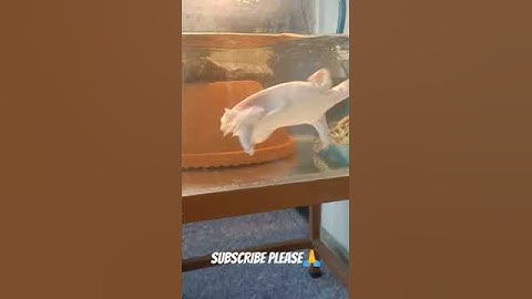 Chinese Albino Soft Shell Turtle #fish #youtube #aquarium #aquariumfish #fishtank #turtles #viral