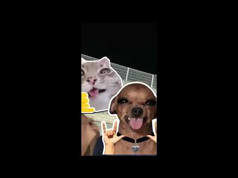 Šaka pankera- Cvijetna polja