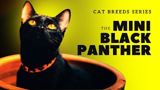 Unveiling the mystery of the Bombay cat! Get to know this stunning breed