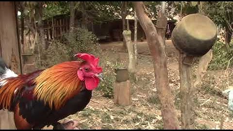 ไก่ต่อ qaib dib zoo nraug saib seb nej puas nyiam 23/2/2020