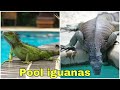 Iguanas Take Over BackYard Pool Patio! Iguana Removal Job