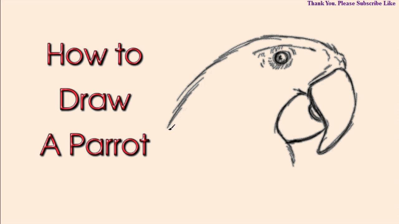 How To Draw A Parrot Head Drawing Easy And Simple Way Youtube