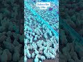 Resham Sandhu viral Song 🎶 Cheema Poultry Farm 🐓🐓🐓