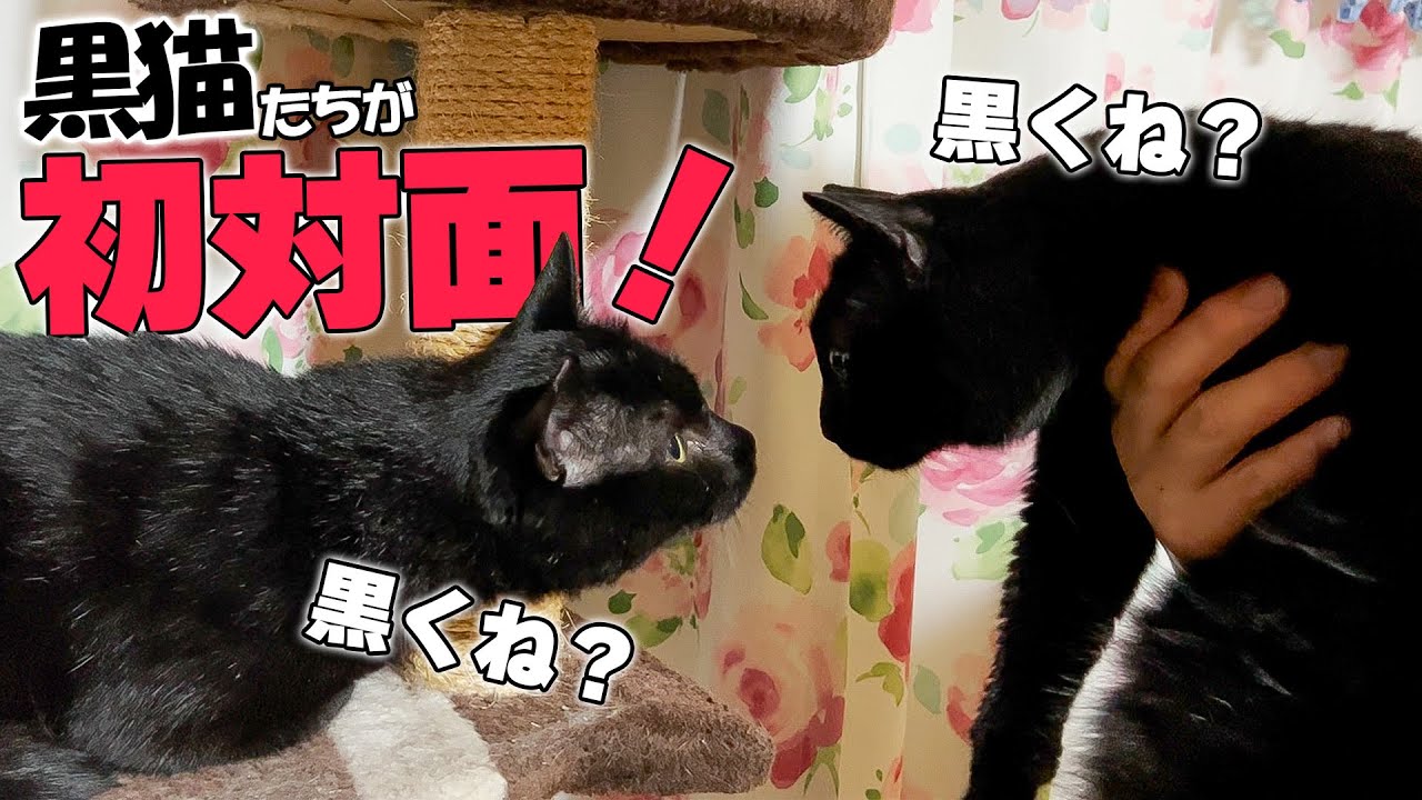 ついに黒猫たちが初対面したら画面が真っ黒になりましたwww Youtube ついに黒猫たちが初対面したら画面が真っ黒になりましたwww Youtube