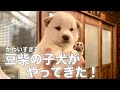 【豆柴】我が家に豆柴の子犬がやってきた！