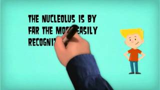 Nucleolus