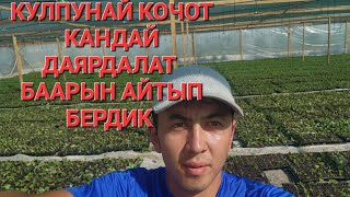 КУЛПУНАЙ КОЧОТ КАНТИП КОБОЙТУЛОТ!