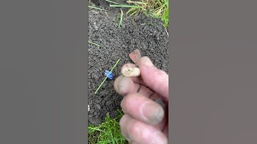 Manticore Clay Pipe Stem #shorts #metaldetector #metaldetecting #minelab #manticore