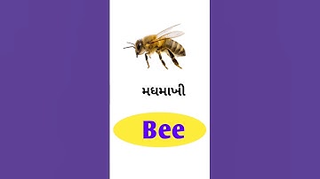 Bee Meaning in Gujarati - English Gujarati Dictionary