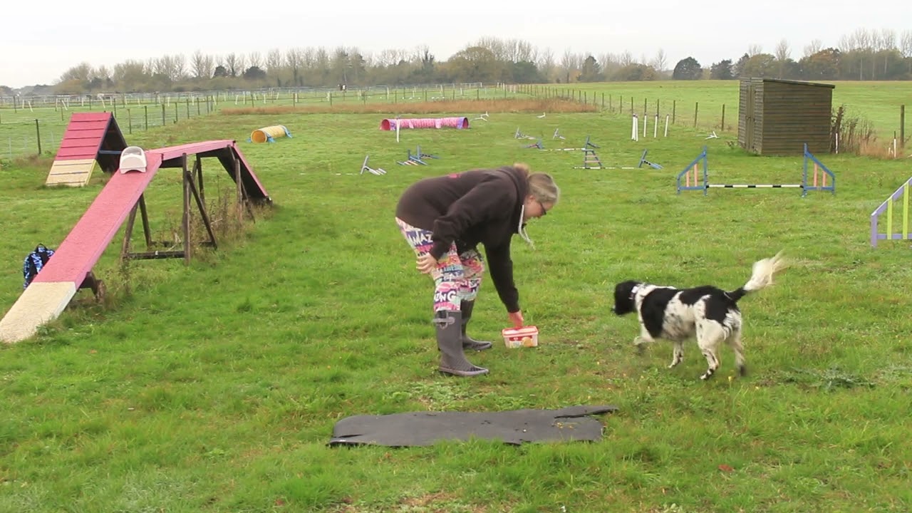 Trouble shooting dog walk running contacts - basic mat training