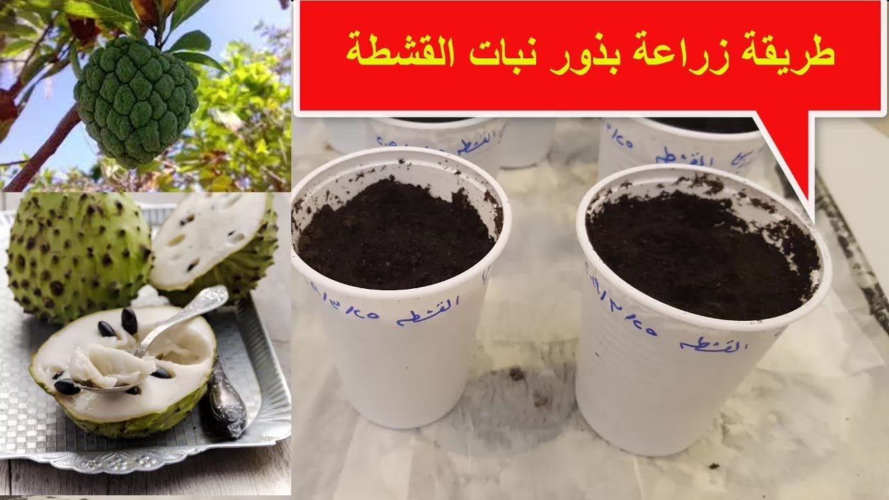 طريقة زراعة بذور نبات القشطة Youtube