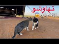 القط شنتوح يتهاوش مع اخوه