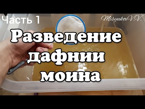 Дафния Моина. Содержание и разведение.