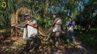 Record-breaking python caught in Florida measured in at 17.7 feet, 215 pounds | ABC7